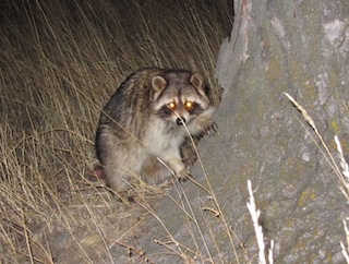 ボルダーの動物　アライグマ　Boulder, Colorado