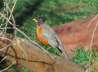 ボルダーの鳥　ロビン　Boulder, Colorado