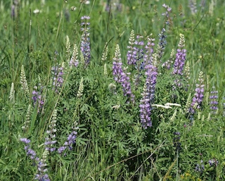 Silvery Lupine, Wild flower, South Boulder Creek West Trail, Boulder, Colorado
