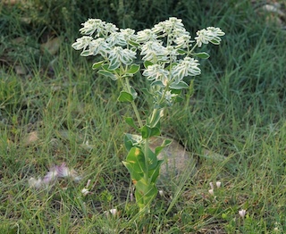 Wild flower, Davidson Mesa, Colorado