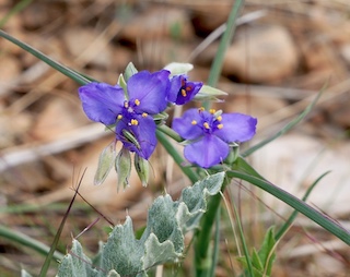 spiderwort, Superior, Colorado, BLUE 花　コロラド ボルダー