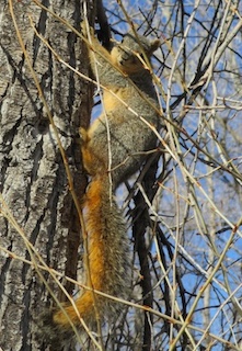 ボルダーの動物　リス　Boulder, Colorado