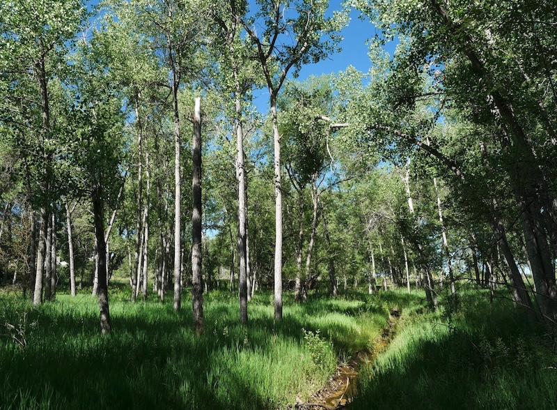 Keith Helart Park Louisville Colorado