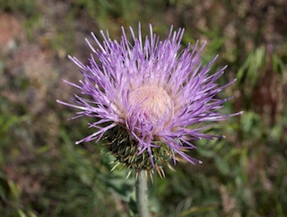 Wavyleaf Thistle, Wild flower, South Boulder Creek West Trail, Boulder, Colorado