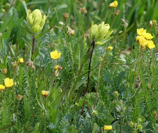 Alpaine Flower, Blue Lake, Mitchell Lake, Colorado