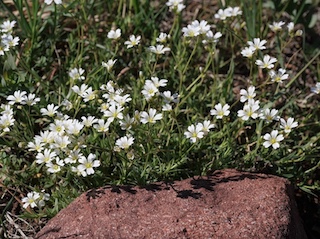 Wild Flower, Boulder, Colorado