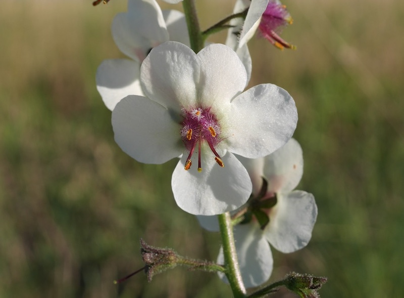 white moth mullein davidson mesa Louisville Colorado