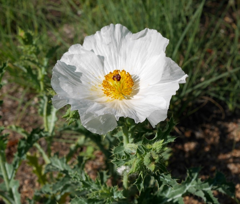 Wild Flower, Boulder, Colorado