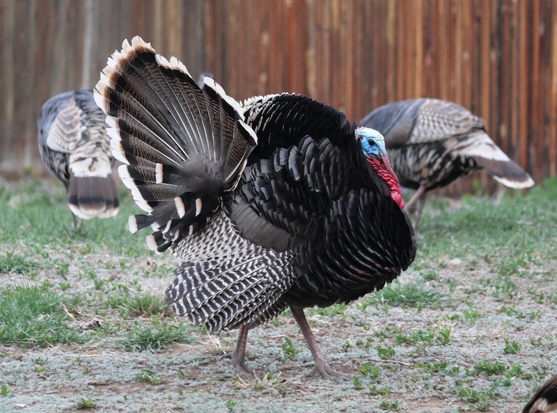 Aquarius Trail Louisville Wild Turkey 七面鳥