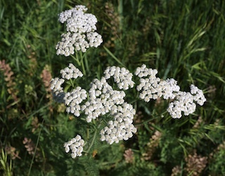 Yarrow, Wild flower, South Boulder Creek West Trail, Boulder, Colorado