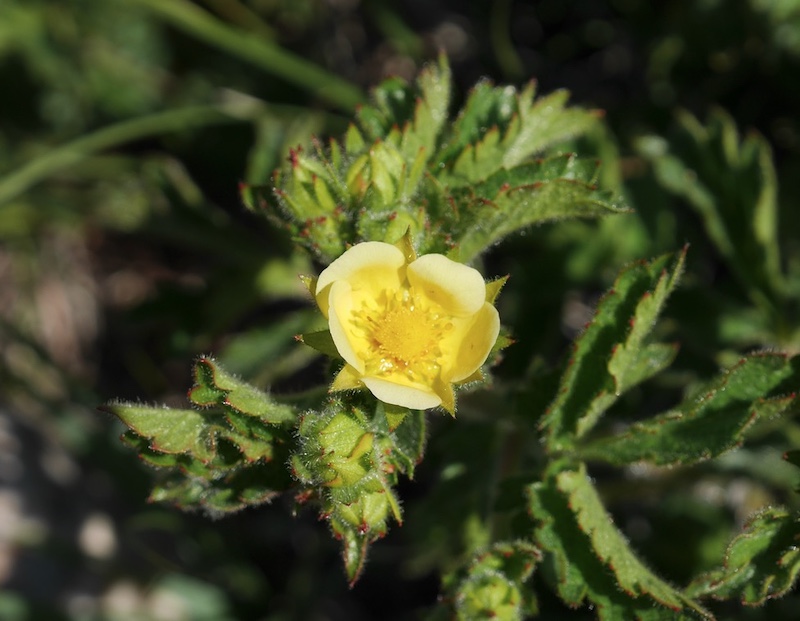 Wild Flower, Boulder, Colorado