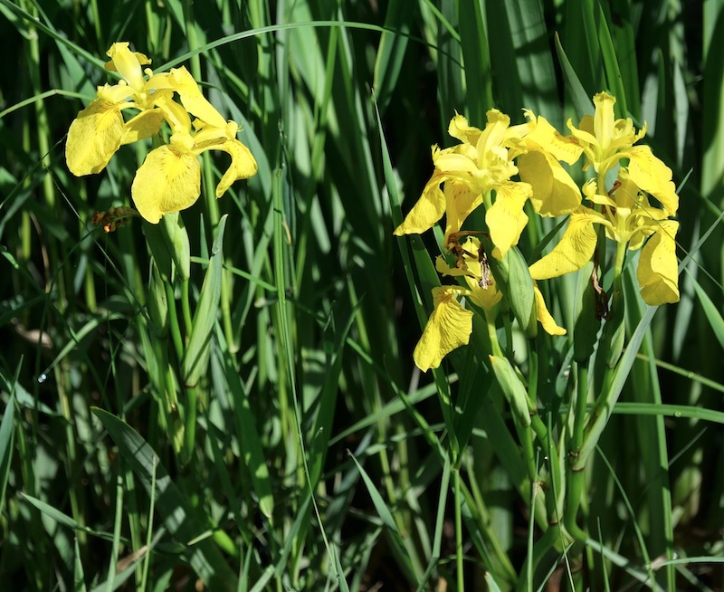 Yellow Iris,  Wild Flower, Boulder, Colorado